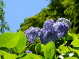 明月院紫陽花