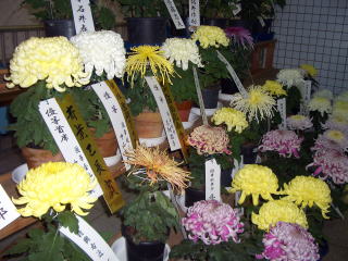 菊の花