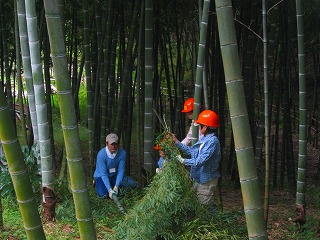竹林から竹を切る写真