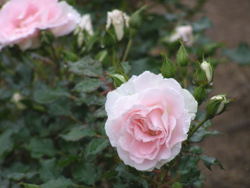 rose015.jpg